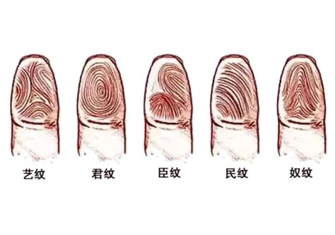 手指螺旋紋|教你怎么识别手指纹路（箕斗纹）及指纹含义